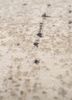entropy ivory wool and silk hand knotted Rug - CloseUp entropy ivory wool and silk hand knotted Rug - CloseUp
