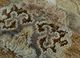 viscaya beige and brown afghan wool and silk hand knotted Rug - CloseUp viscaya beige and brown afghan wool and silk hand knotted Rug - CloseUp
