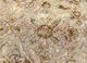 lacuna beige and brown wool and silk hand knotted Rug - CloseUp