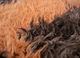 zuri red and orange wool hand knotted Rug - CloseUp zuri red and orange wool hand knotted Rug - CloseUp