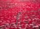 lacuna red and orange wool hand knotted Rug - CloseUp