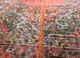 vintage red and orange wool hand knotted Rug - CloseUp vintage red and orange wool hand knotted Rug - CloseUp